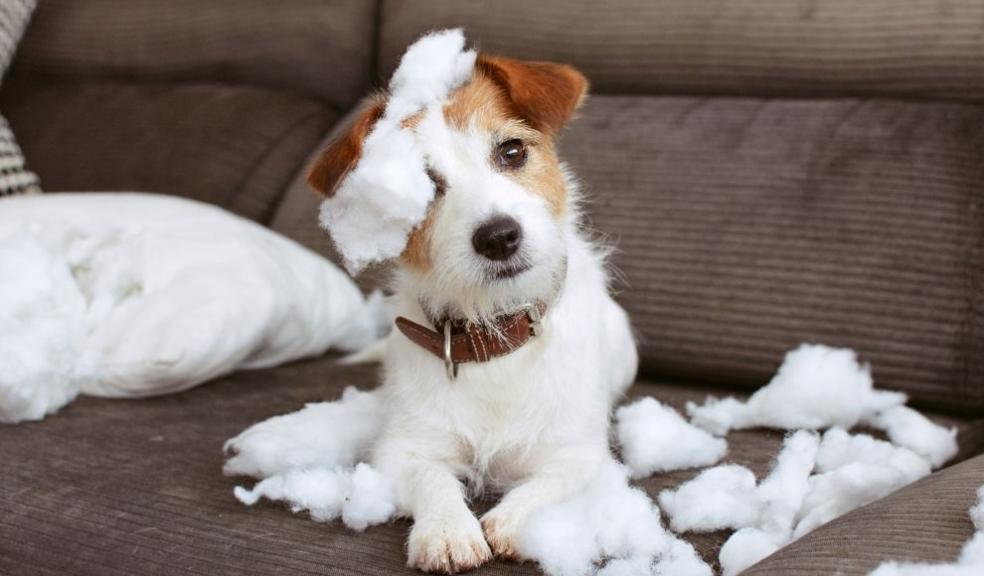 Pet Damage