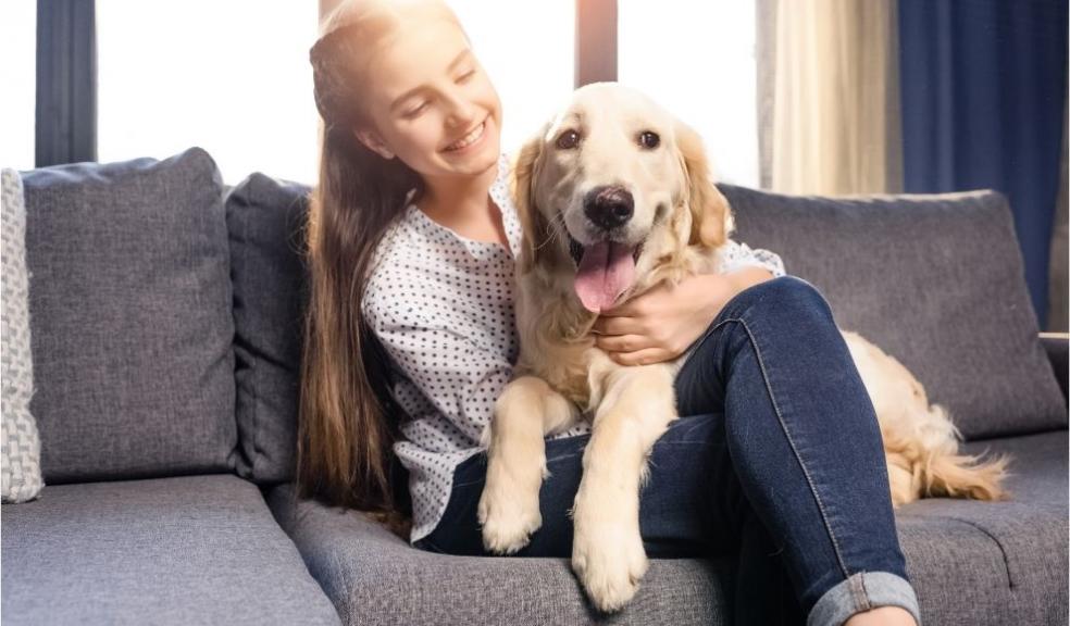 Dog on sofa