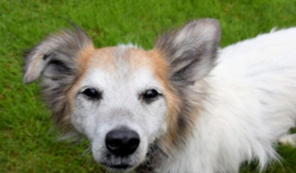 Rehoming 