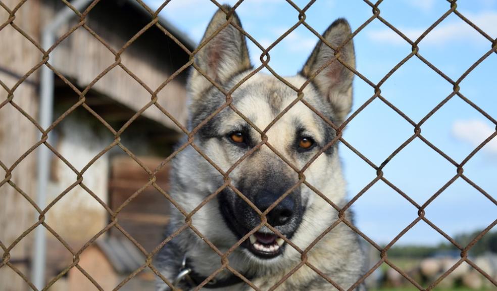 Dogs Homes Dogs Homes