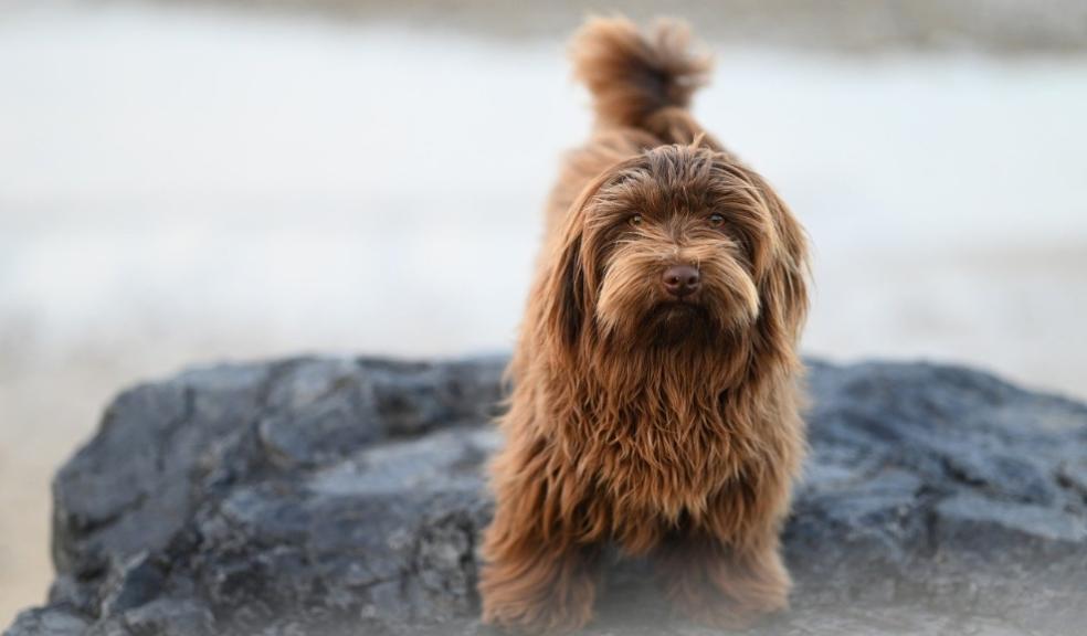 Dogs Names 