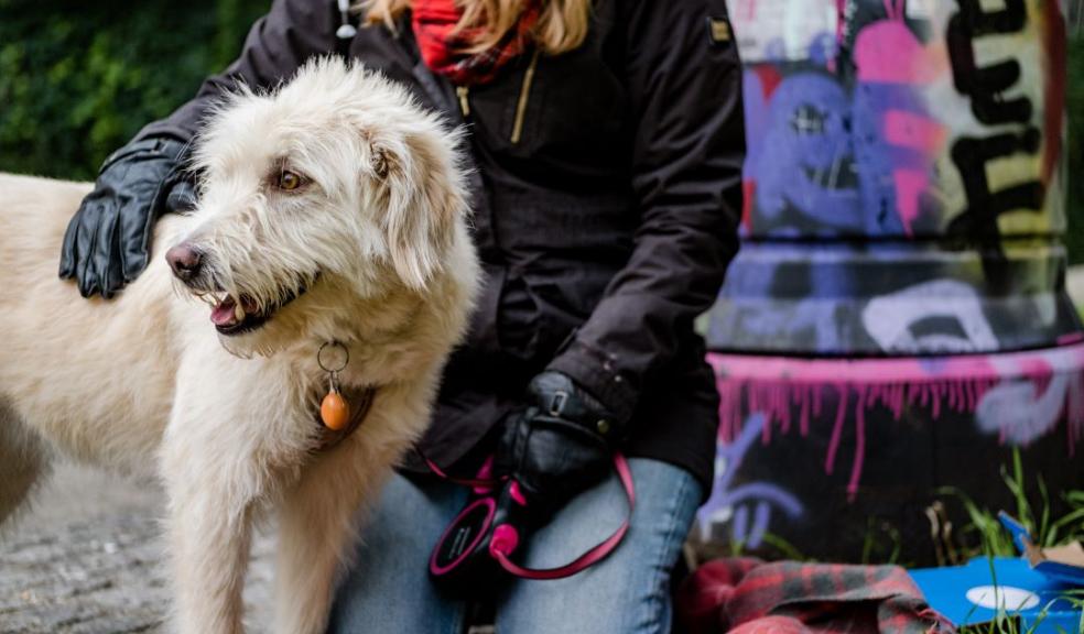 cream coloured large dog with owner kneeling holding leash
