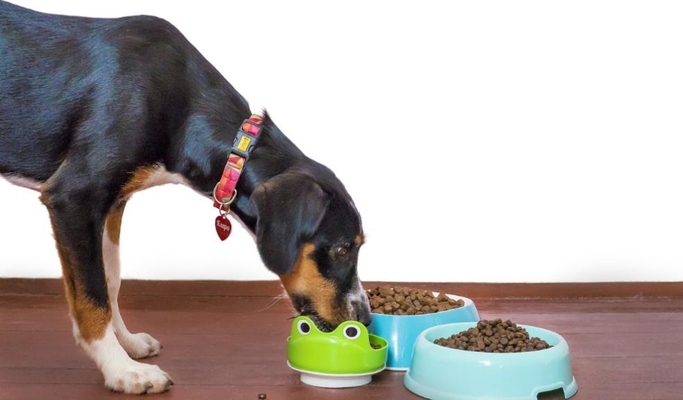 Dogs and pet food