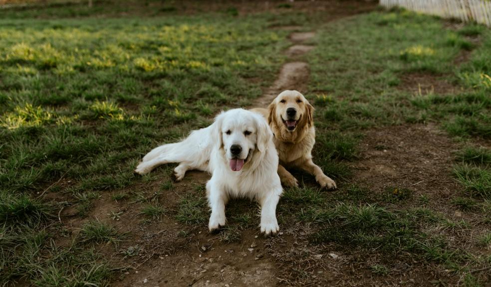 Dogs in the garden Two dogs laid on the grass