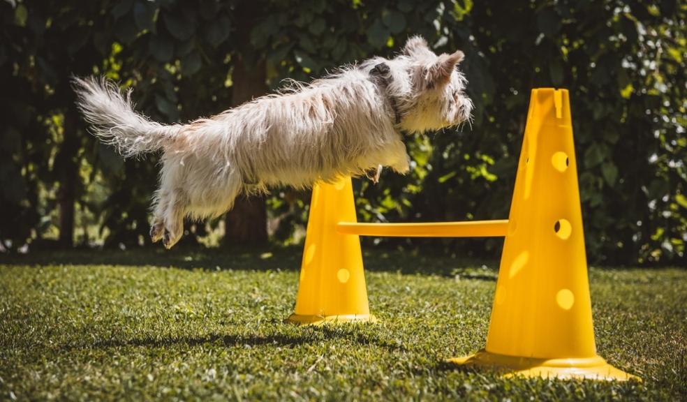 Dogs in play park Dogs in play park