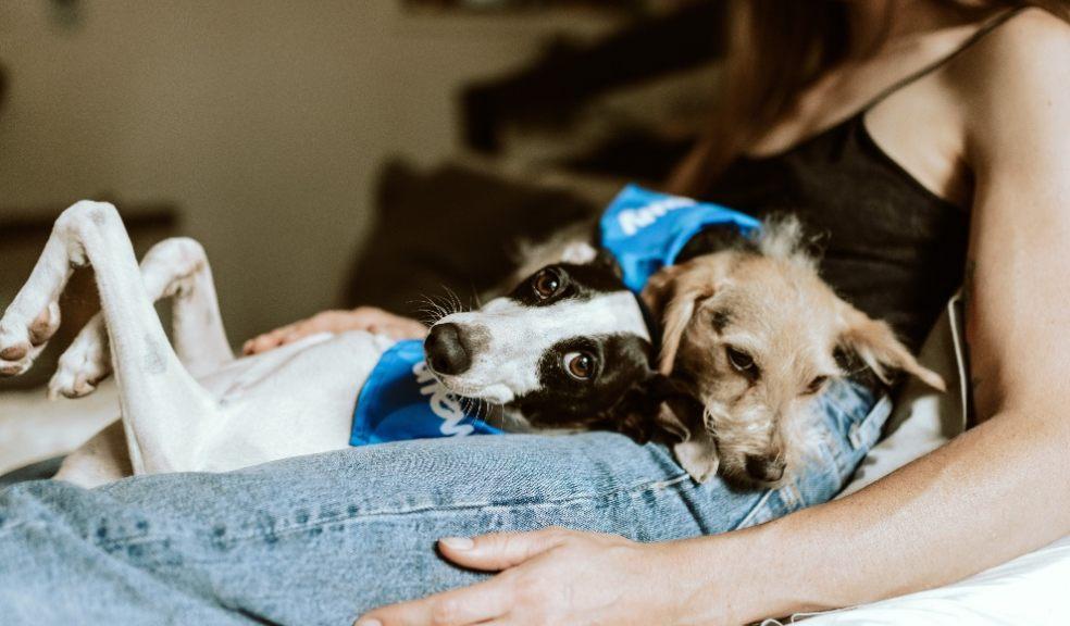 Dogs on lady's lap