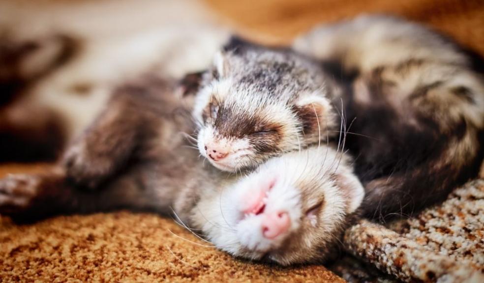 Ferrets