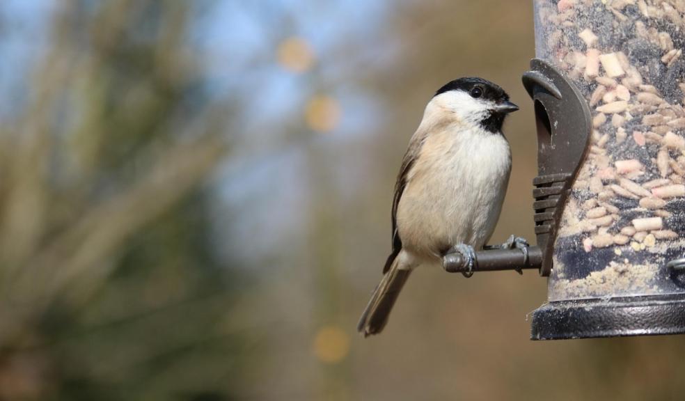 Garden Bird Feeder Garden Bird Feeder