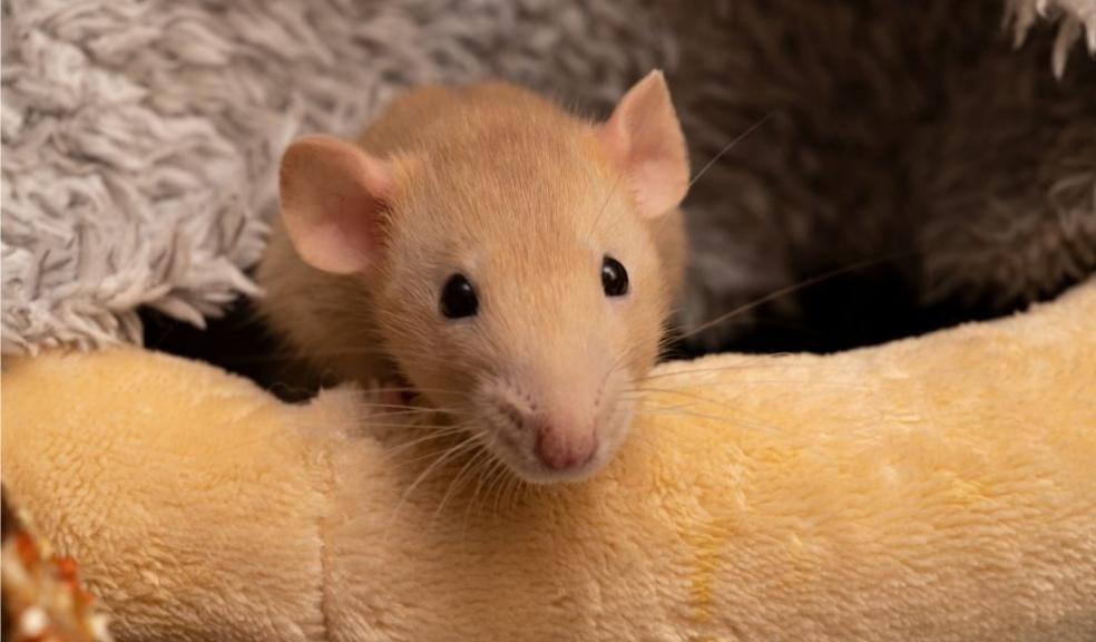 Golden Pet Rat