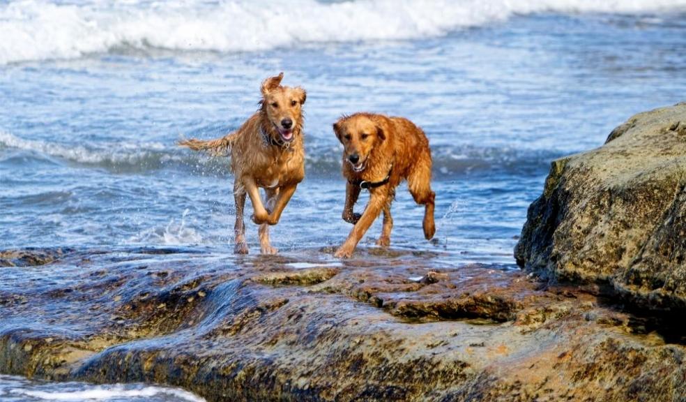 Golden Retriever Dogs Running on Beach Rocks