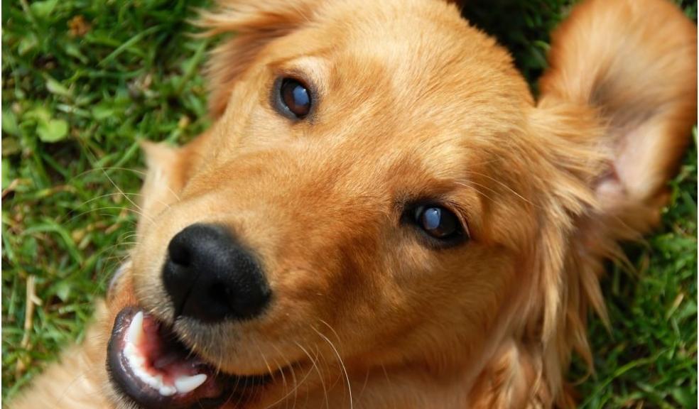 Golden Retriever Golden Retriever