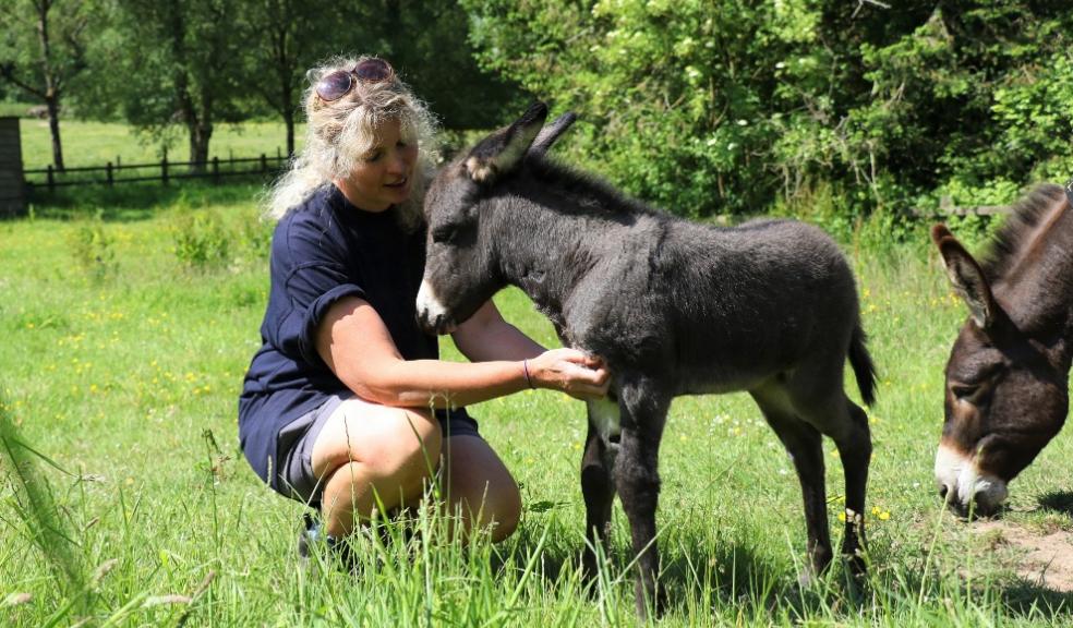 Groom Lisa Coles with the new foal at The Donkey Sanctuary