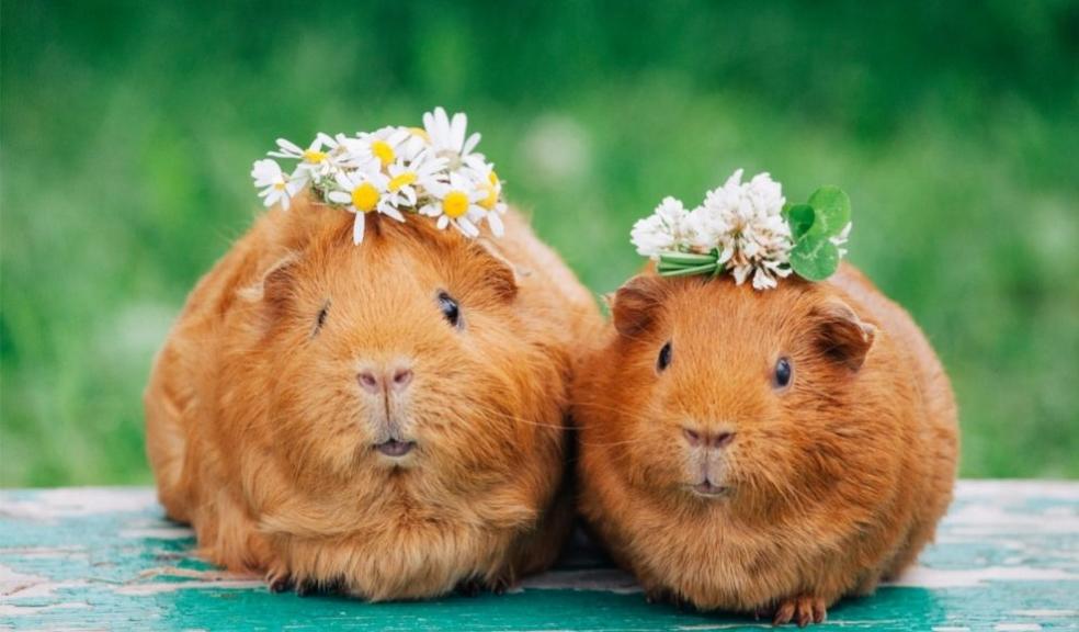 Guinea pigs