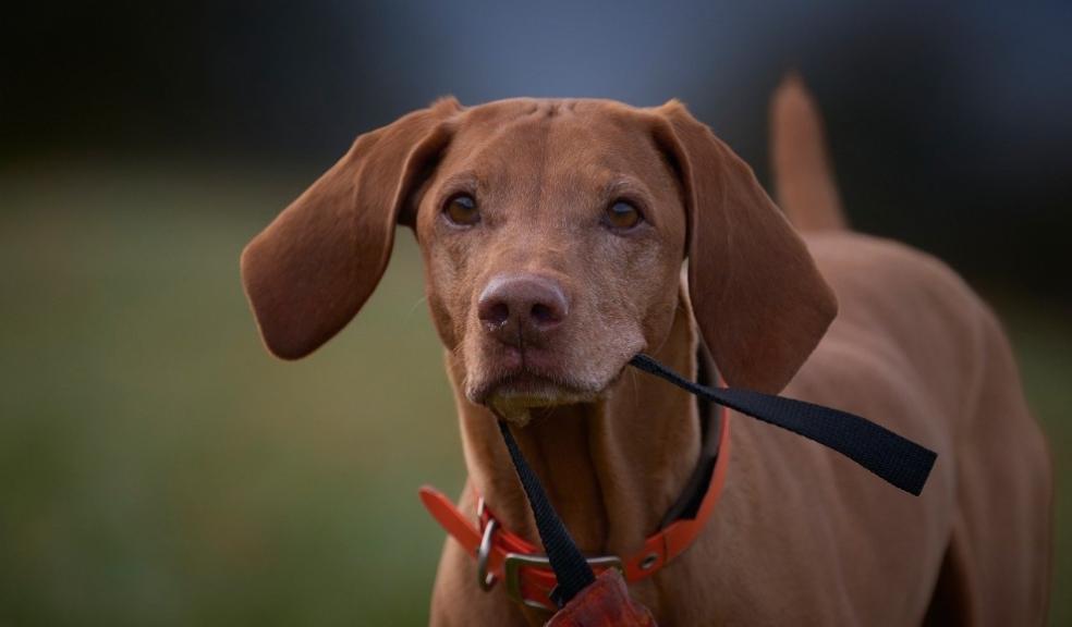 Gun Dog Training Free Pixabay Gun Dog Training