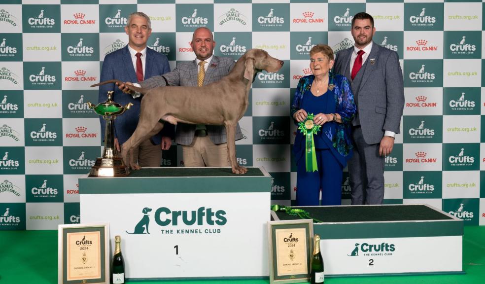 Hendricks, a Weimaraner, Gundog group winner at Crufts 2024 and David Alcorn and Gavin Ingram, with 