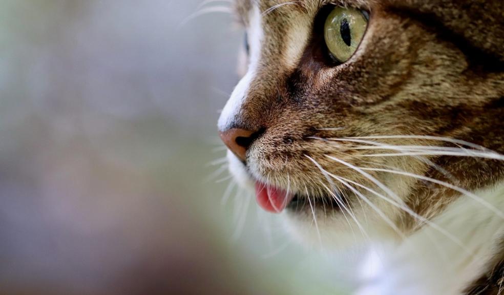 International cats day