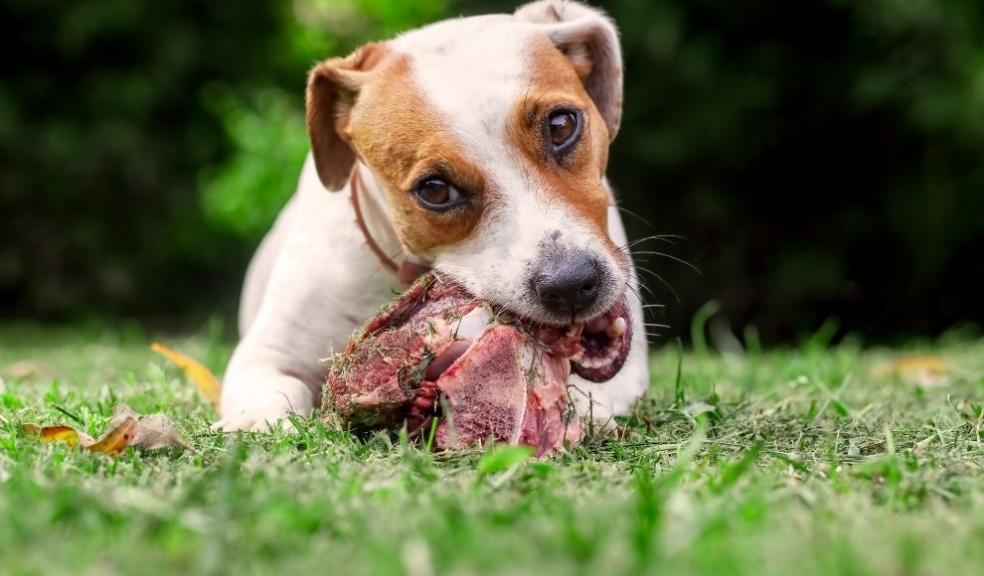 Jack Russell Terrier Dog Eat A Raw Bone