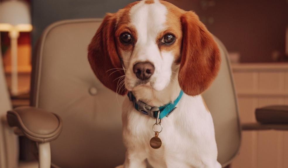 Ted the Dog