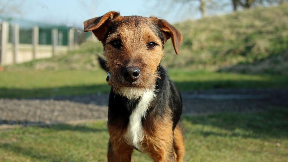 Crossbreed puppy outside