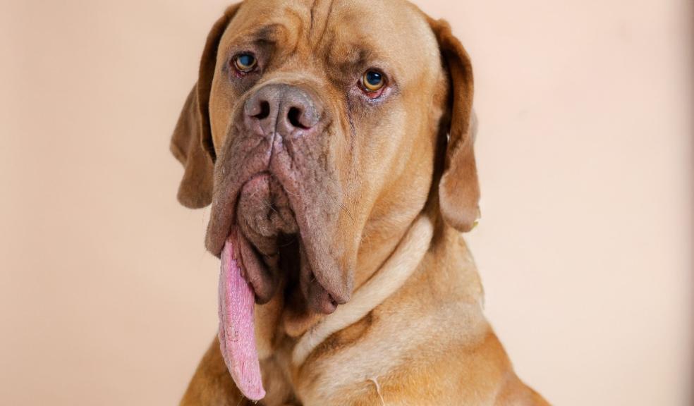 Ozzy, the goodest boy on Santa Paws’ nice list! Image credit: Guinness World Records Ozzy the dog with long tongue