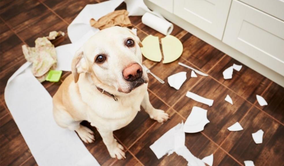 Naughty dog