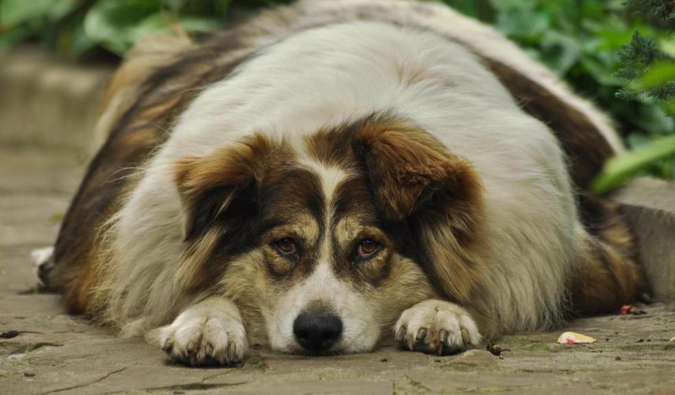Overweight dogs