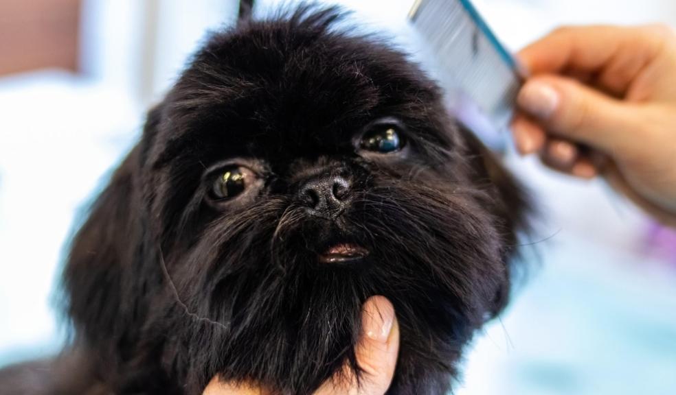 Pampered Dogs Pampered Dogs