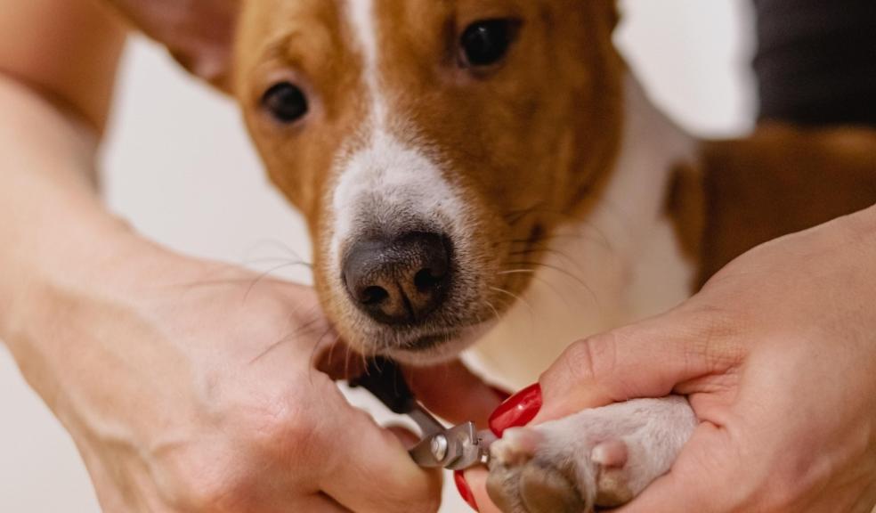 Pampered Pets Pampered Pets