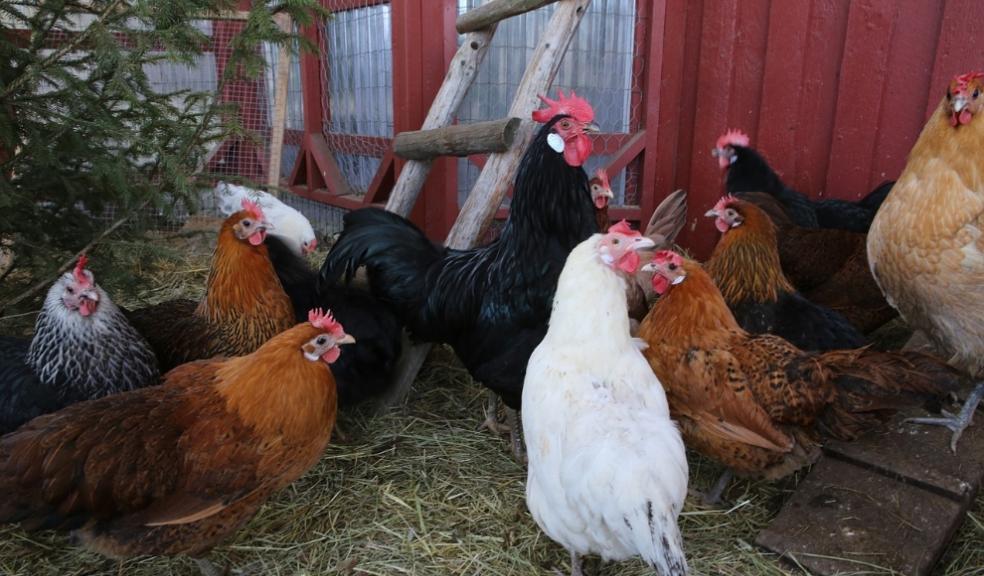 Pet Chickens