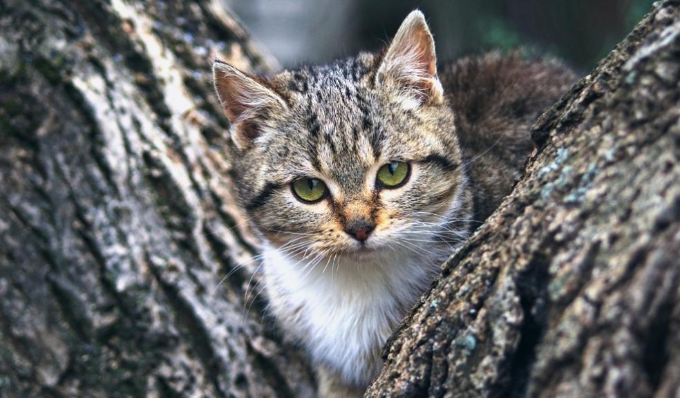 Pet Insurance Pet Insurance