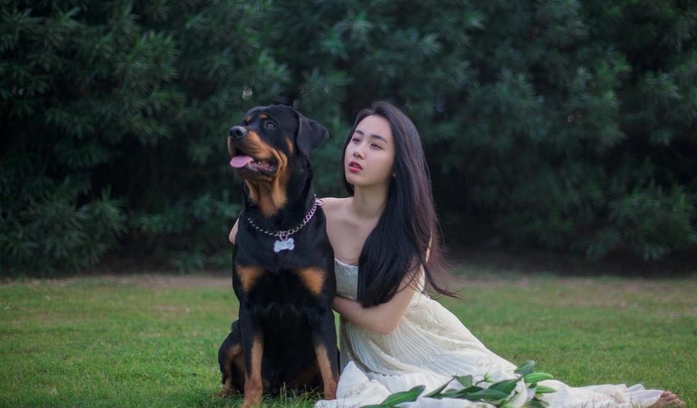 Pets at weddings