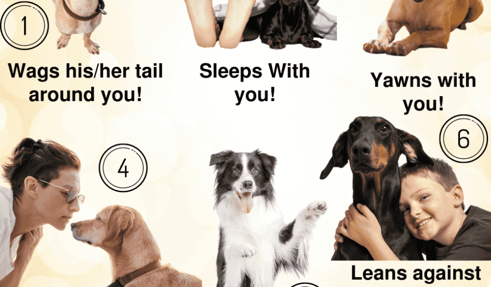 Discover How Your Dog Expresses Unconditional Love