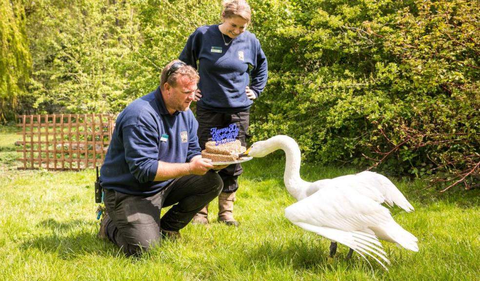 Pickles the Leeds Castle Swan Turns 30