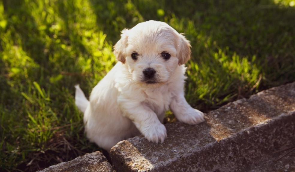 Puppy Training Puppy Training