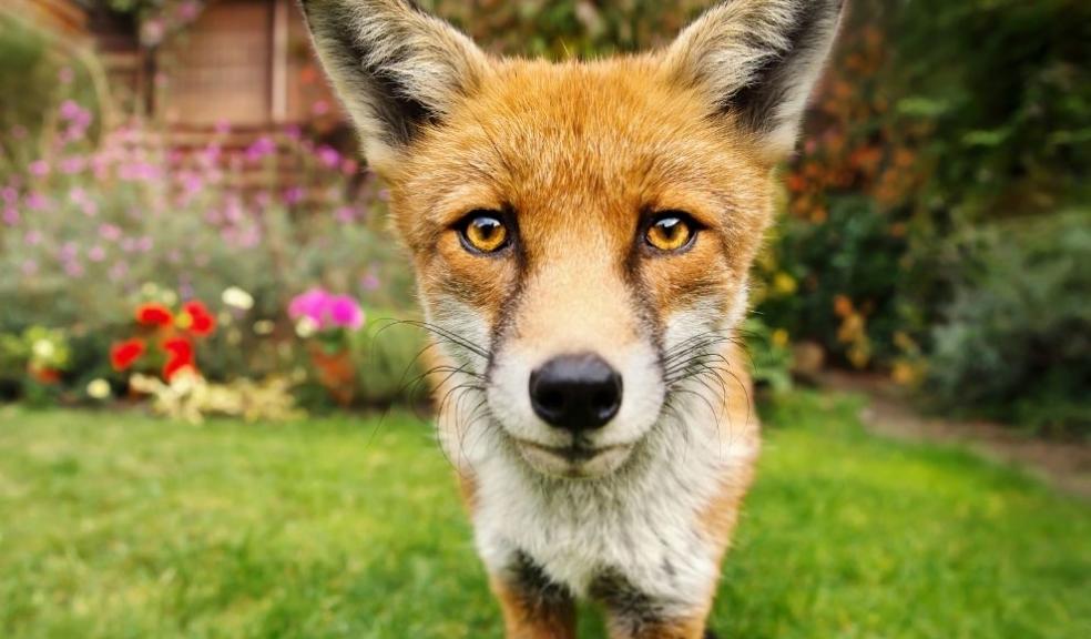 Red Fox in the Garden Red Fox in the Garden
