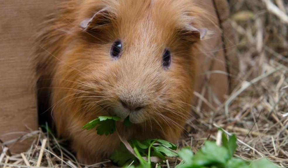 Red guinea pig