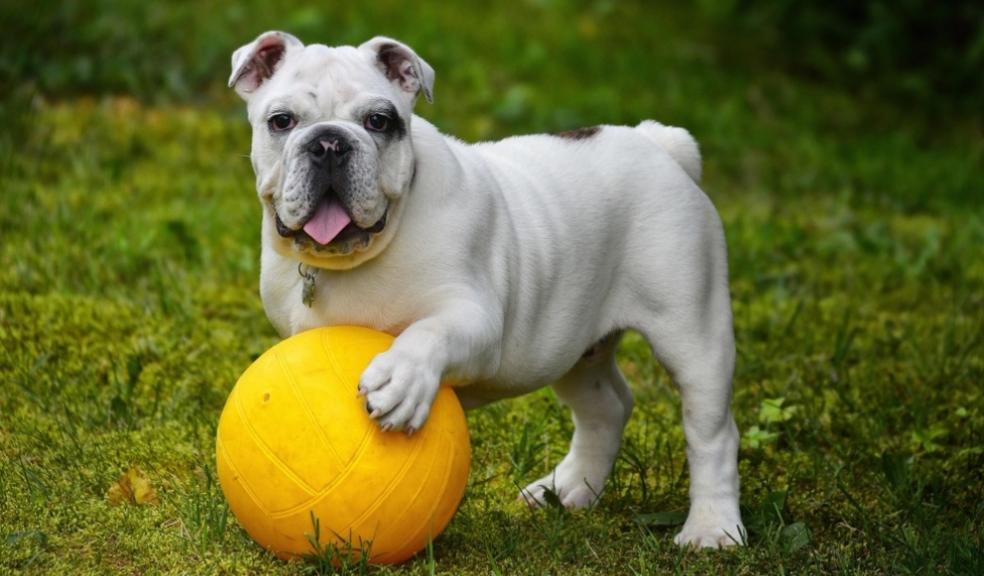 Rescue Dogs New Tricks Rescue Dogs New Tricks