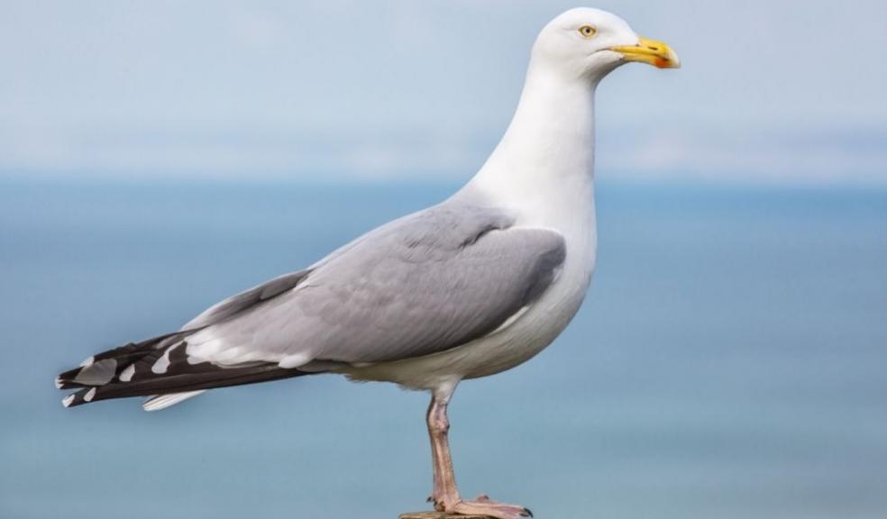 Seagull