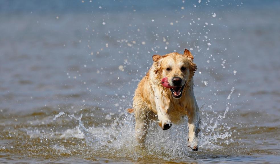 Summer Pet Care Summer Pet Care