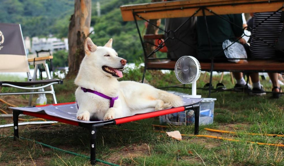 Top tips Pets In Hot Weather