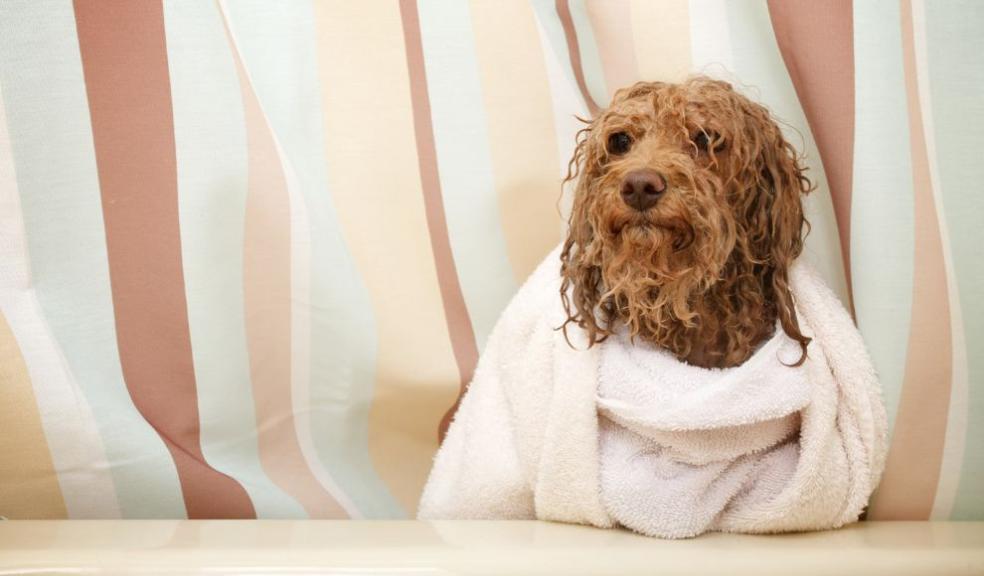 Wet dog 
