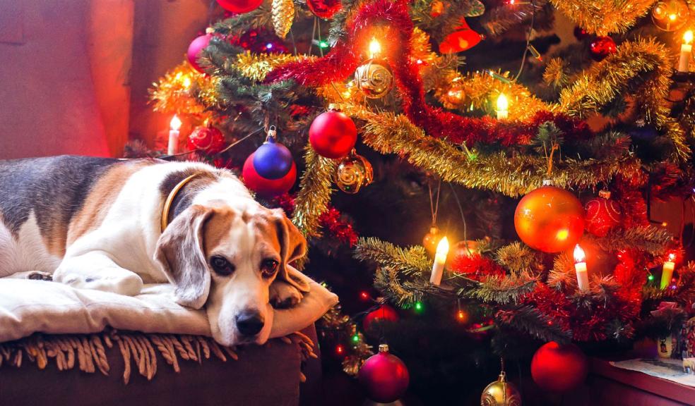 A dog at Christmas