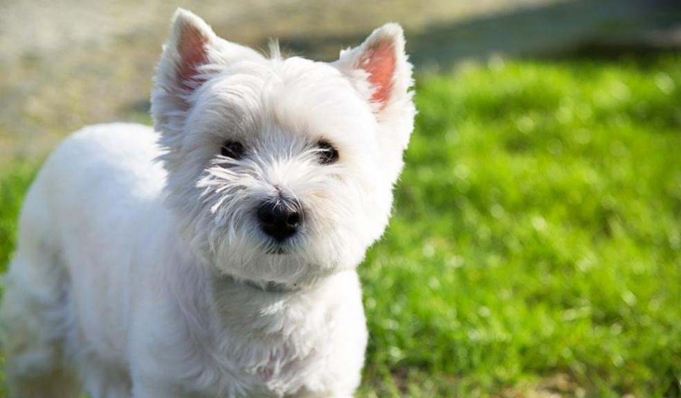 West Highland white terrier