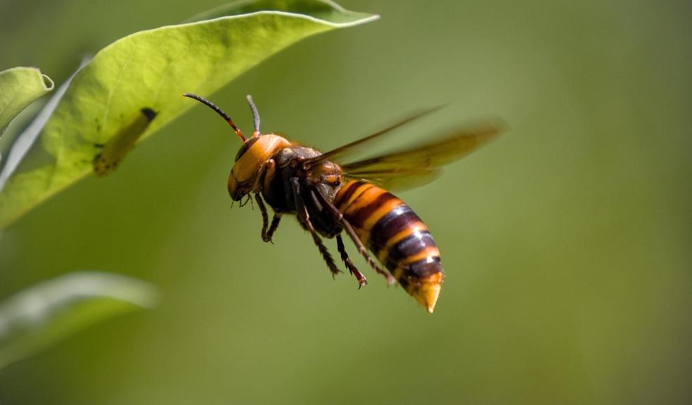 asian-giant-hornet asian-giant-hornet
