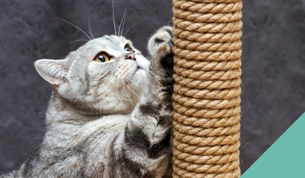 A cat using a scratching post