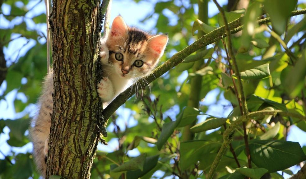 benefits of owning a pet benefits of owning a pet