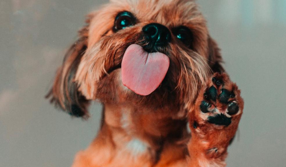 A dog licking a window A dog licking a window