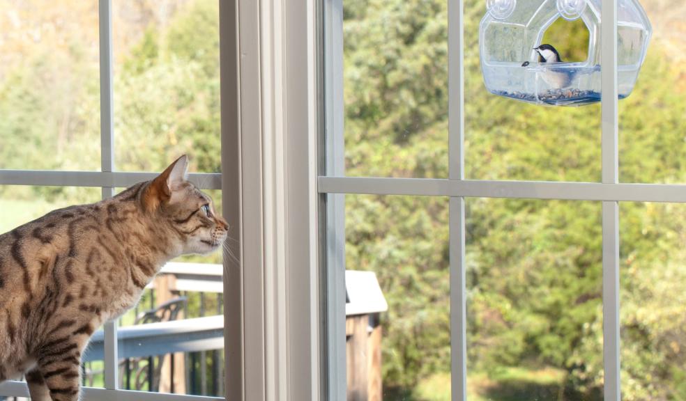 A cat watching a bird