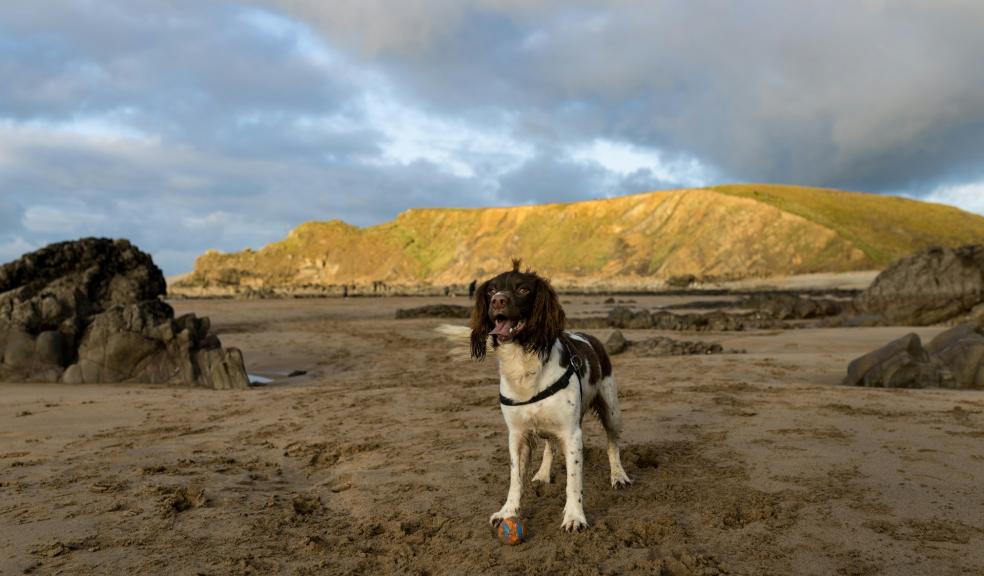 springer spaniel dog with his ball standing on the sand near rocks on a beach in Cornwall 