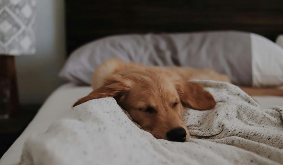 Sleeping dog